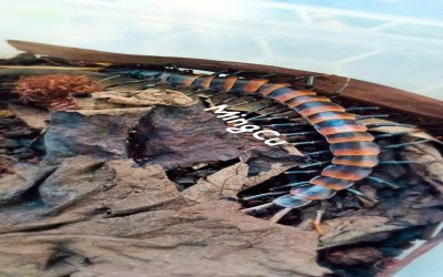 P.O Scolopendra Black Flava/ Kelabang/ Lipan/ Centipede